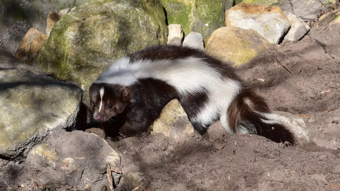 Skunk Skunks can be destructive to a home