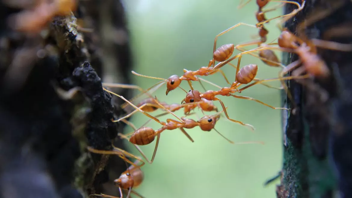Ants moving Ants can be destructive to a home