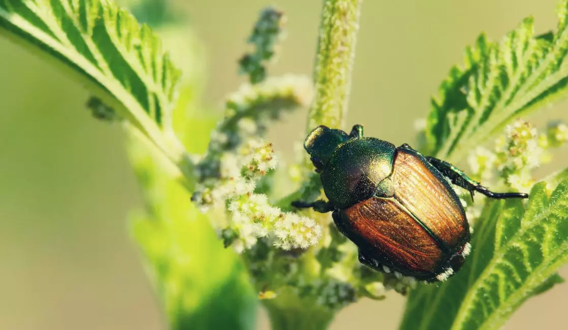Beetle identification Beetle extermination in Oshawa
