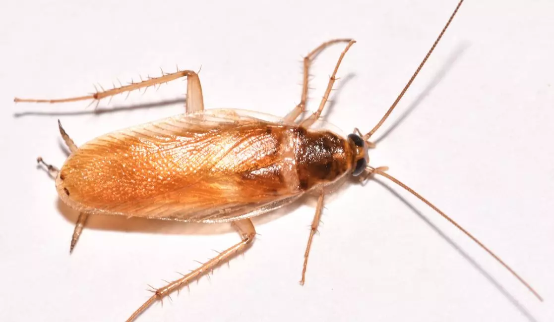 cockroach removal in Bowmanville and Newcastle roaches in Bowmanville and Newcastle