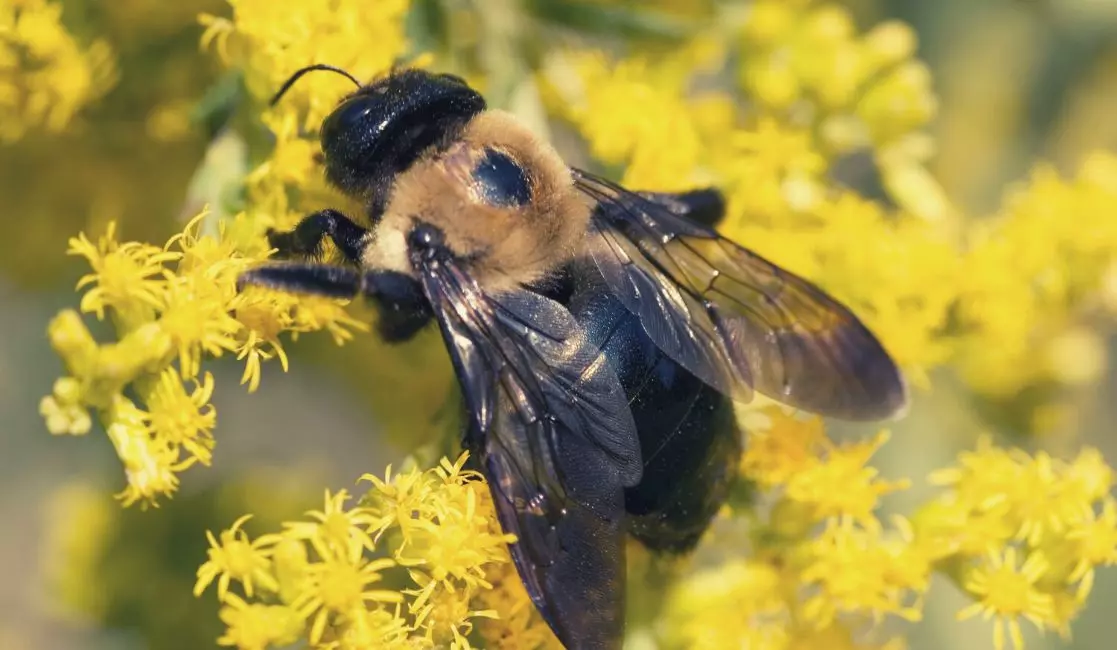 Carpenter bee Carpenter bee extermination