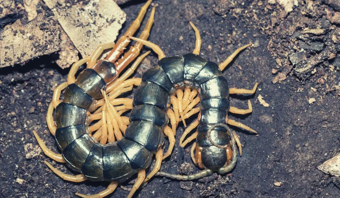 Centipede Removal Centipede Removal