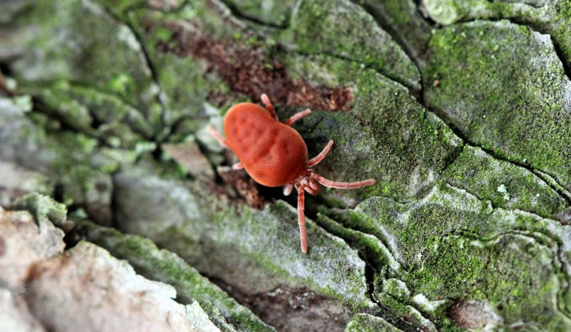 clover mite removal in Bowmanville and Newcastle clover mite in Bowmanville and Newcastle