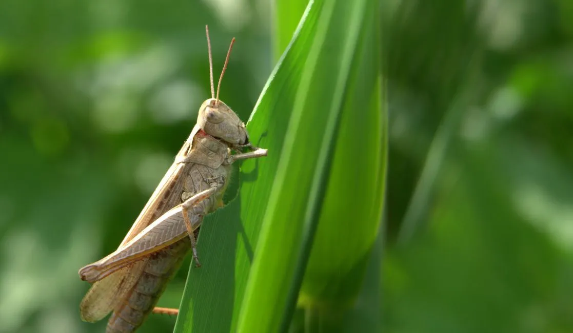 Crickets destroying plant Crickets can be destructive to a home