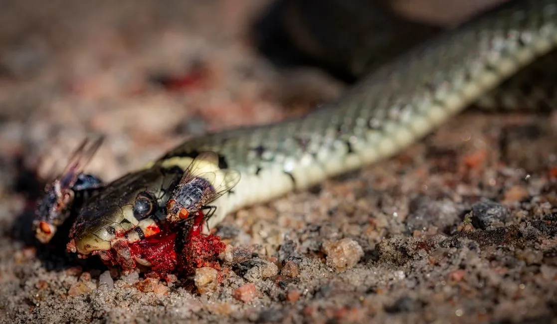 Dead Snake