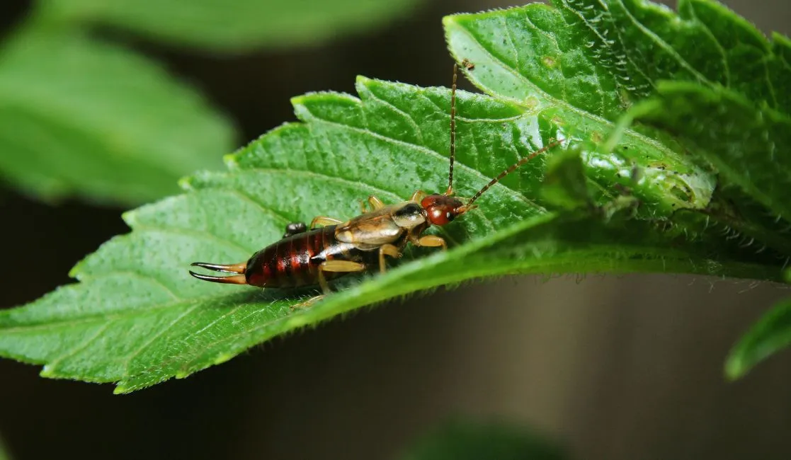 Earwigs causing destruction Earwigs can be destructive to a home
