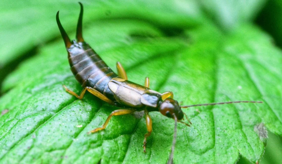 Earwigs control in Bowmanville & Oshawa Earwigs control in Bowmanville & Oshawa