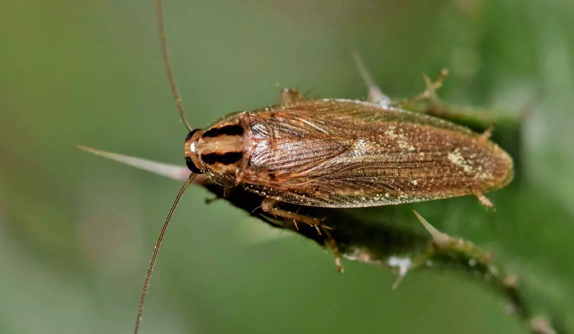 bedbugs infestation in Brooklin Ontario bedbugs infestation in Brooklin Ontario