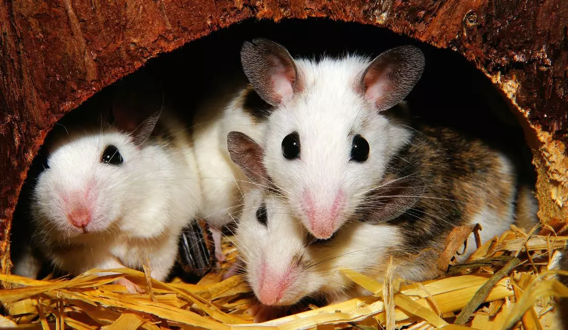 Mice and rats in Cobourg Mice and rats in Cobourg