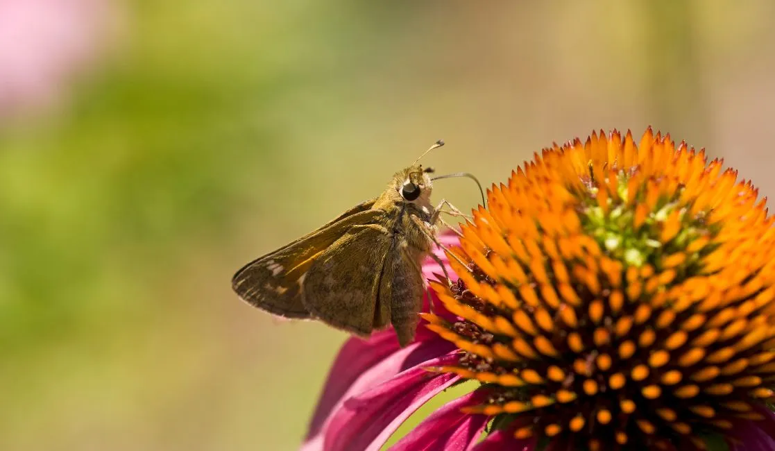 Moths pollinating Moths can be destructive to a home