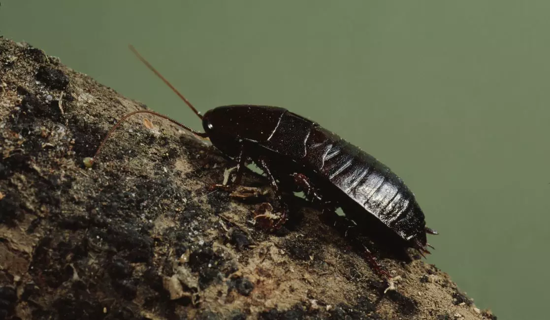 Oriental Cockroach Blattidae Oriental cockroach Blattidae in Durhman region