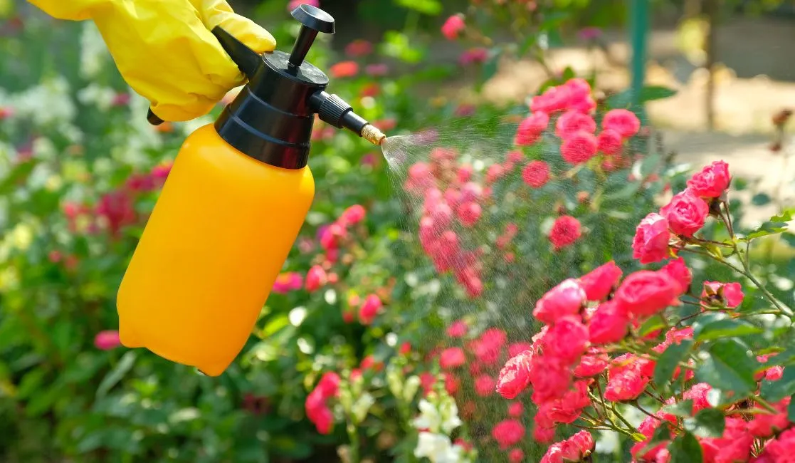 Applying natural pesticide Pesticide spray can
