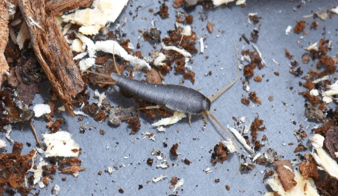 Silverfish Silverfish can be destructive to a home