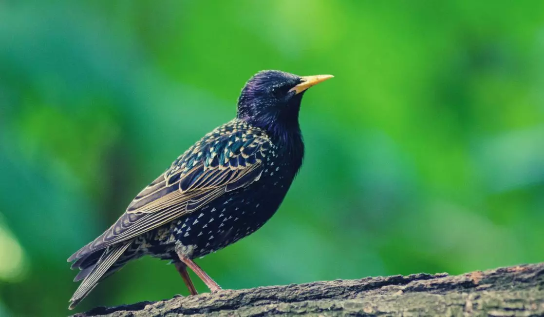 Starling bird Starling bird control