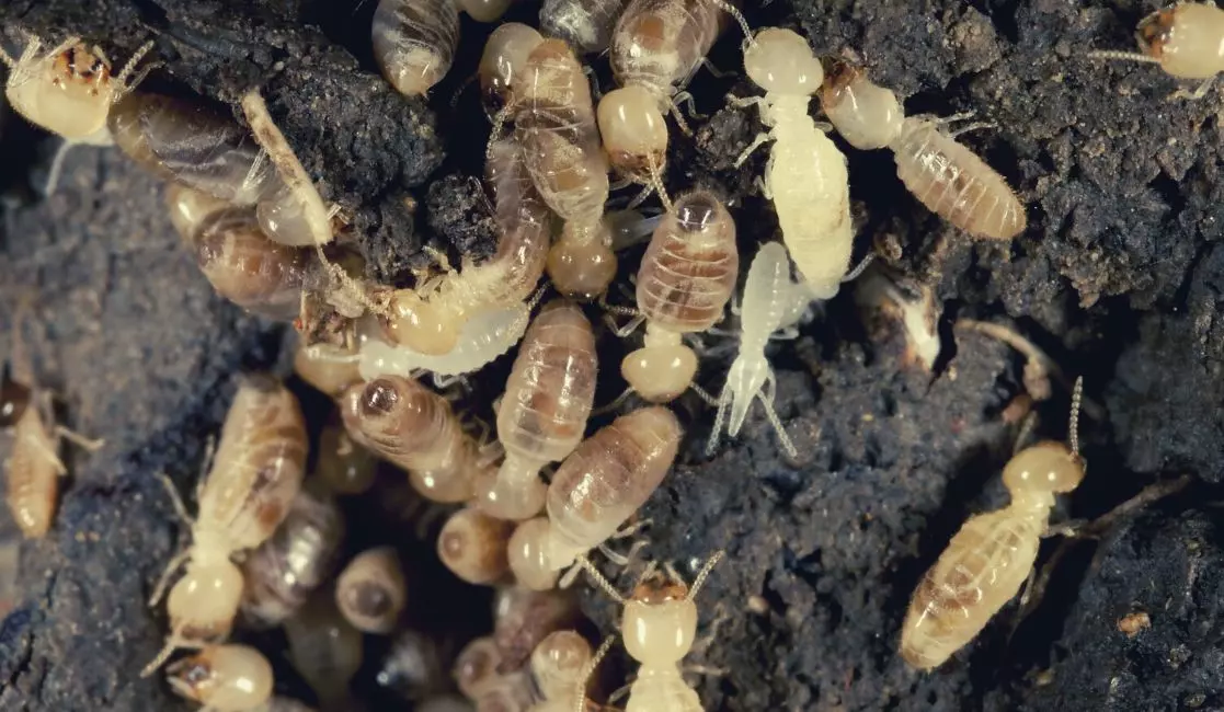 Termites colony in Cobourg Termite colony in Cobourg