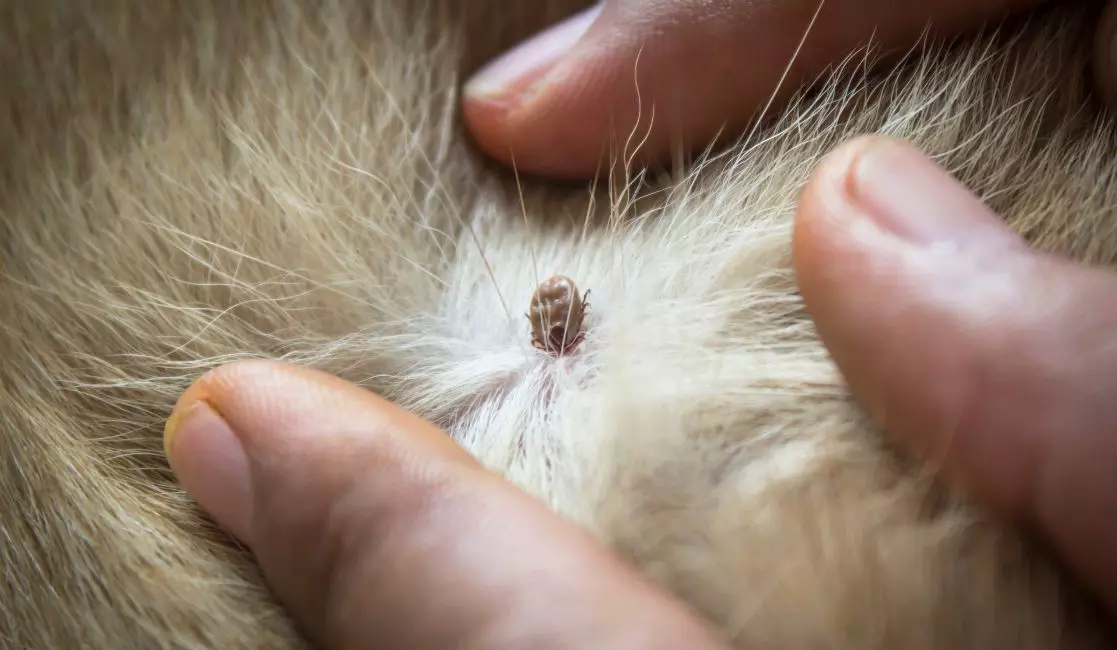 Tick in dog fur Tick in dog fur