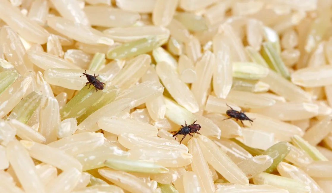 Weevils destroying rice Weevils, Grain beetles can be destructive to a home