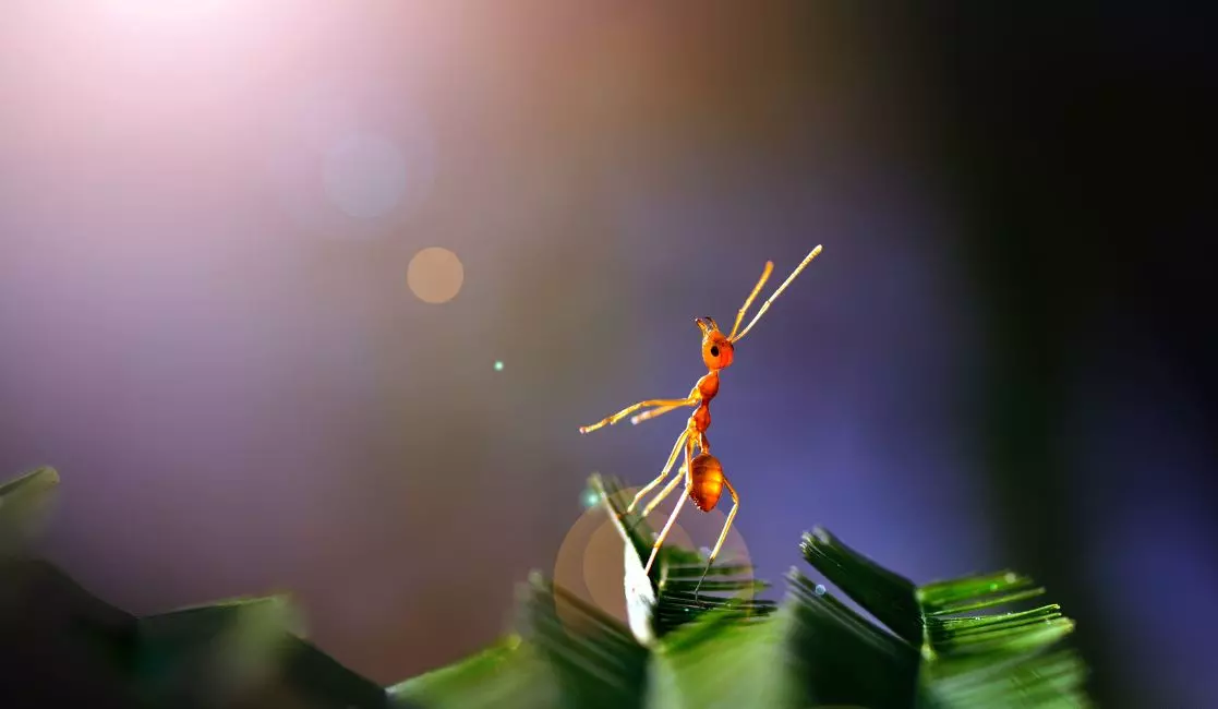 Whitby Pest Control Services with Zolo Pest control expert exterminating ants