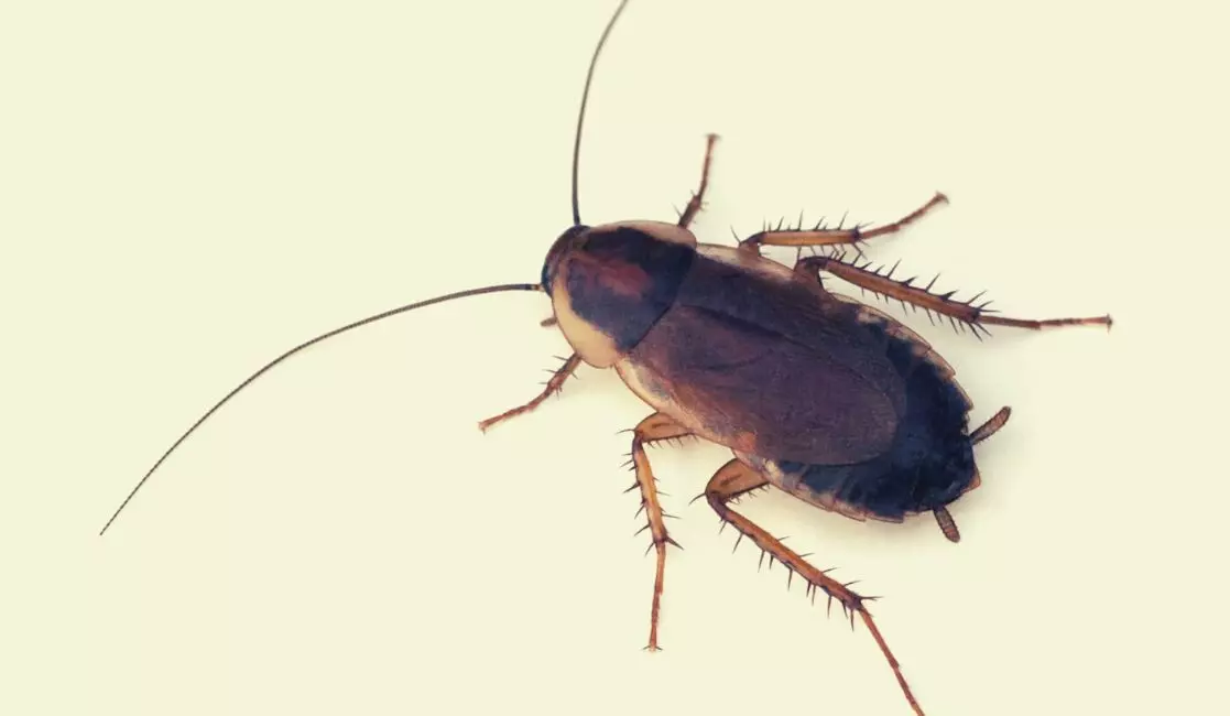 cockroach removal in Bowmanville and Newcastle roaches in Bowmanville and Newcastle