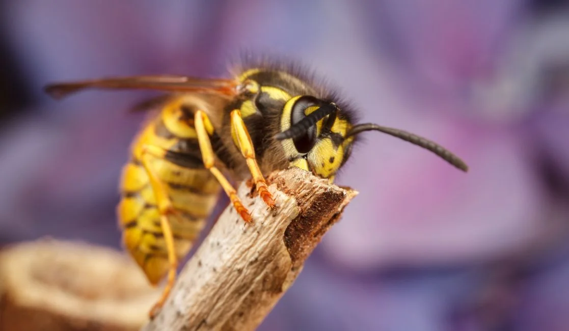 Yellow jackets in Bowmanville Yellow Jacket Wasp in Bowmanville