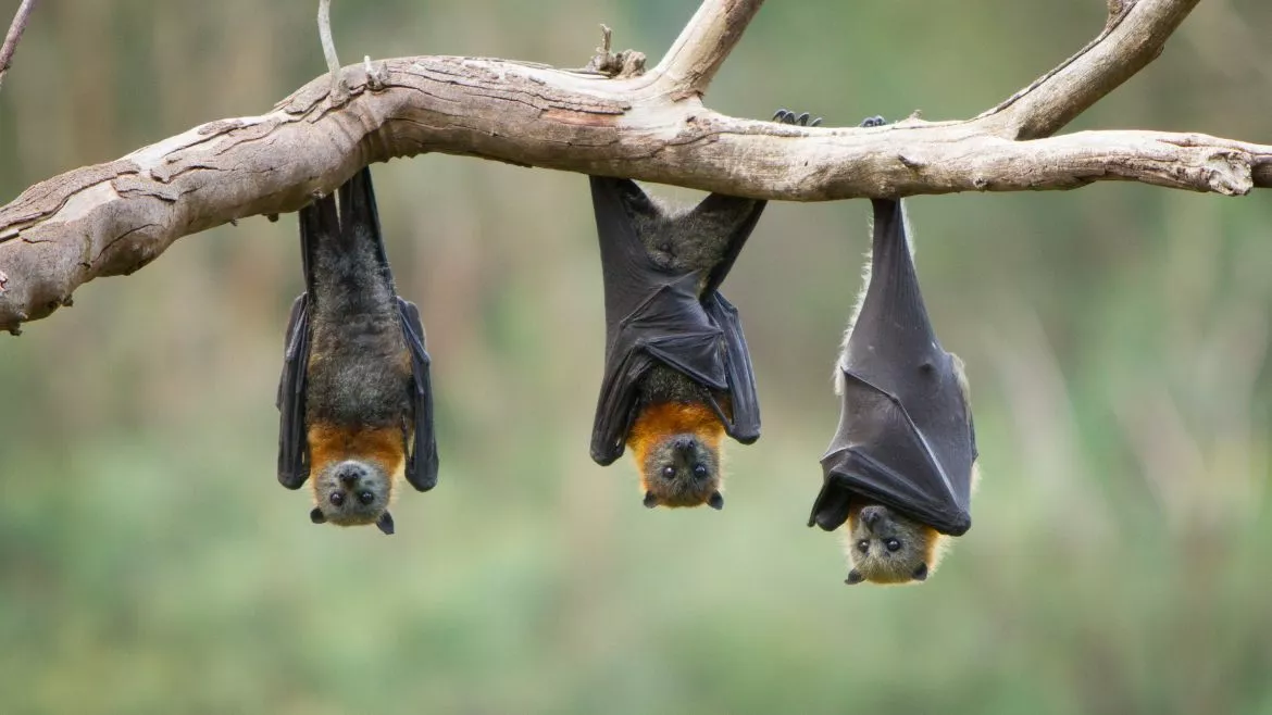 Bats Bats