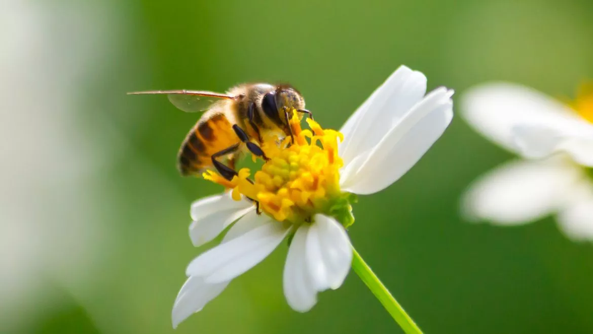 Bees pollinating Bess, Hornets and Wasps can attack your home