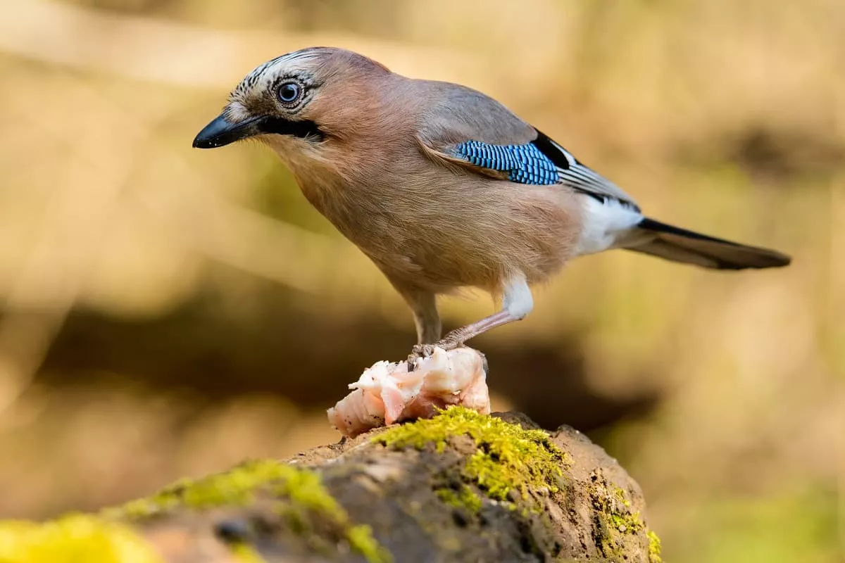 Bird Feeding Bird