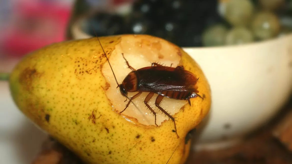Cockroach destroying fruit Cockroaches can be destructive to a home