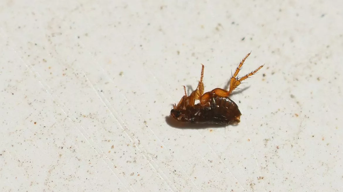 Dead Tick Ticks and leas can attack you and your pets