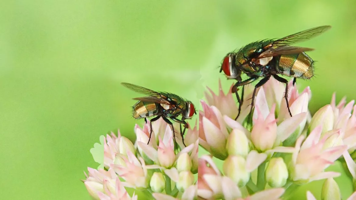 flies The fly can be destructive to your health