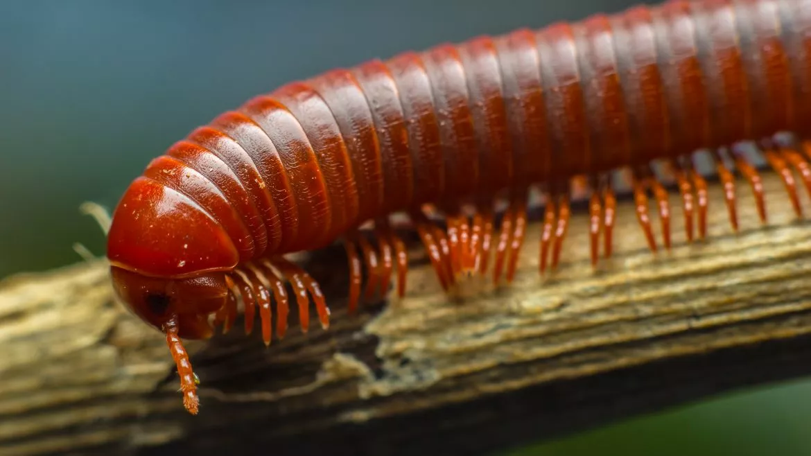 Millipede moving Millipede can be destructive to a home