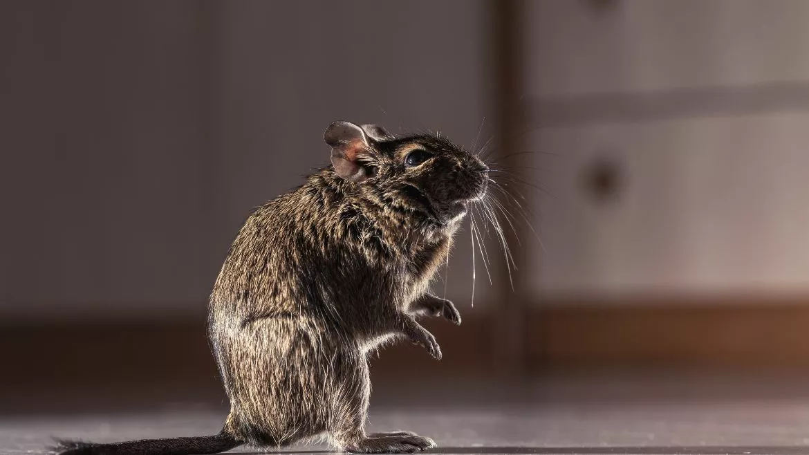 Mouse standing up Rodents can be destructive to a home