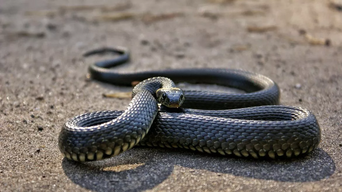 Snakes Snakes